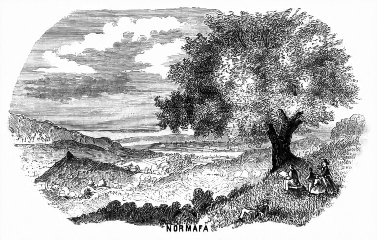 Egy legendás fa a főváros tetején – A Normafa kultúrtörténeti jelentősége